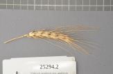 Click for 1 image(s) for this accession. Spike